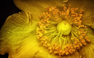 Les différents types de tabulations dans Word